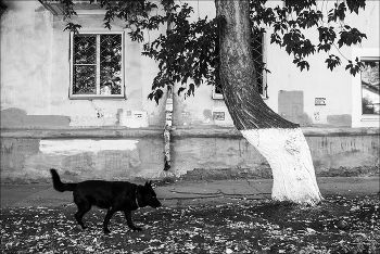 Dog's life / ***