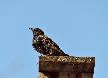 Starling / ***