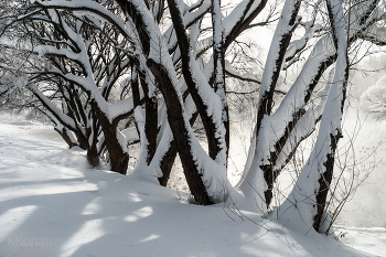 Tree / ***