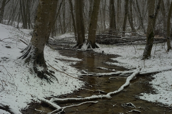 creek in the woods / ***