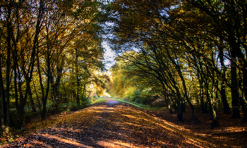 Autumn road / ***