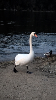 Swan / ***