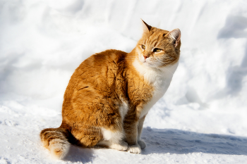 Sunny cat / ***