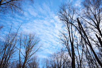 Spring sky / ***