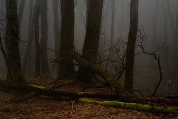 Foggy morning / ***