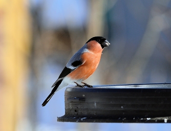 Bullfinch / ***
