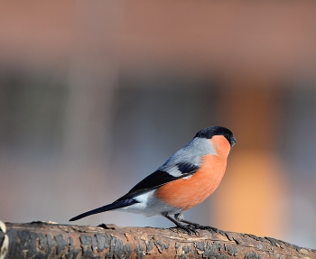 Bullfinch / ***