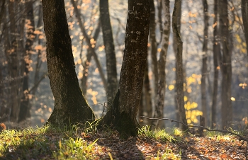 Morning in the forest / ***