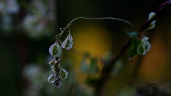 In the field. / ***