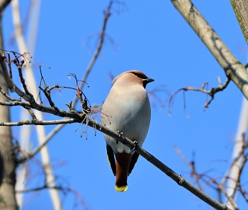 waxwing / ***