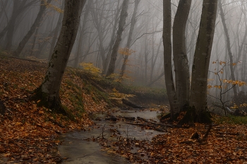 Morning in the forest / ***