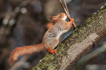 Squirrel. / ***