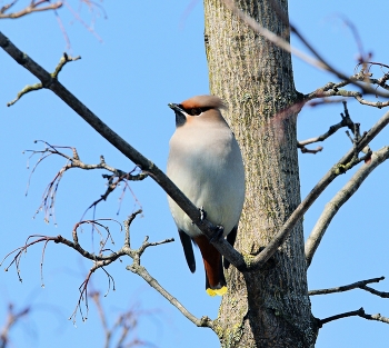 waxwing / ***