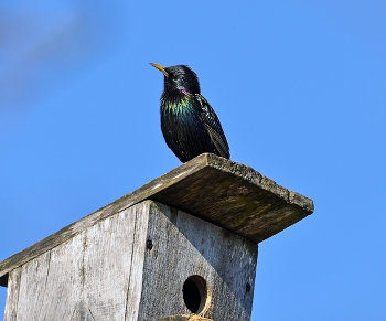 Starling / ***