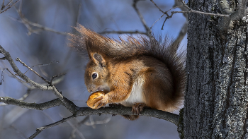Squirrel / ***