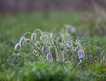 spring / ***