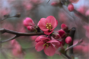 Spring / ***
