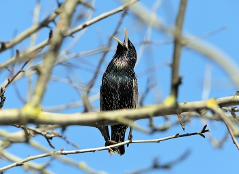 Starling / ***