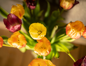 Tulips / ***