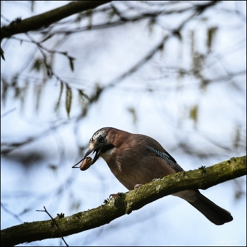Jay / ***