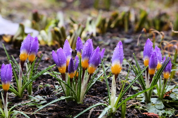Crocuses / ***