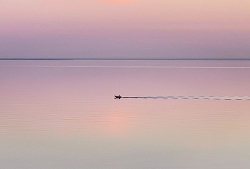 Bay / ***