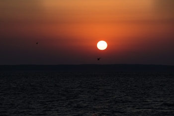 Bird / ***