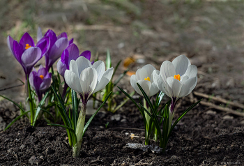 Crocuses. / ***