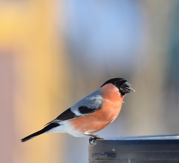 Bullfinch / ***