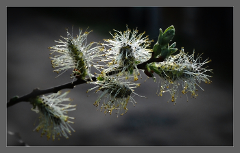 Pussy-willow / ***