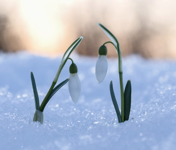 Tenderness of Nature / ***