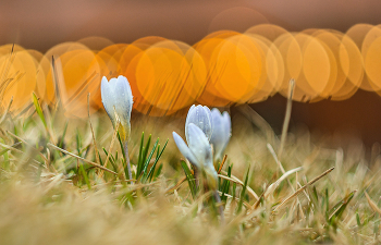 Spring theme. / ***