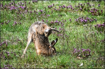 Spring mood / ***