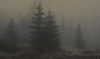 Misty / ***