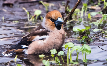 Grosbeak / ***
