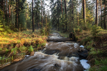 Spring Forest / ***