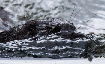 beaver / ***