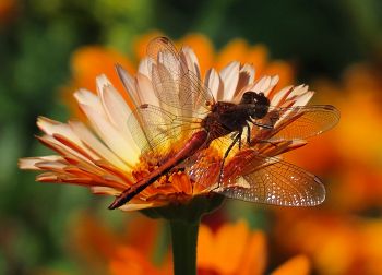 Dragonfly / ***