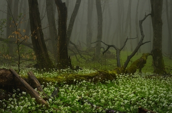 Foggy morning / ***