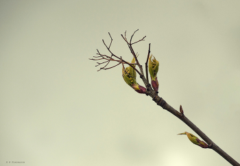 Spring etude. / ***