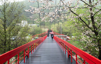 Red Umbrella / ***