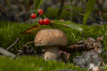 In forest / ***