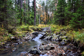 Forest River / ***