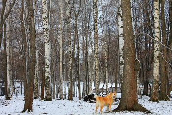 Walk / ***