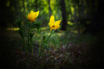 Primroses / ***