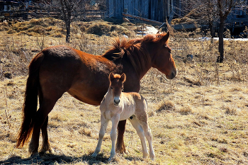 horses / ***