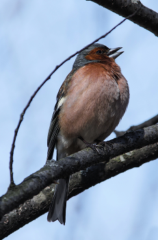 Finch / ***