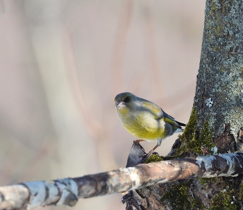 Yellow Wagtail / ***