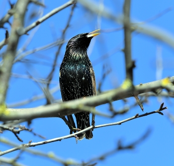 Starling / ***