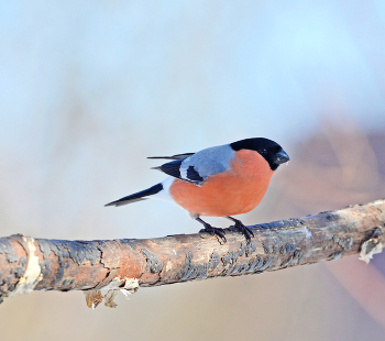 Bullfinch / ***